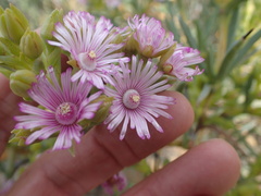 Ruschia caroli