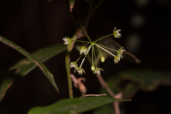 Smilax lanceifolia