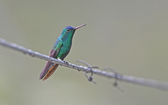 Saucerottia cyanifrons