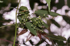 Smilax lanceifolia