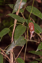 Smilax lanceifolia