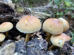 Hypholoma lateritium