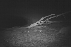 Phascolarctos cinereus victor