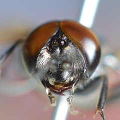 Astata