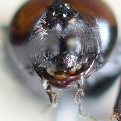 Astata