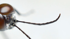 Astata