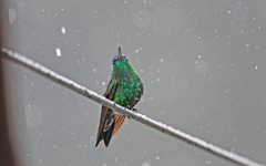 Saucerottia cyanifrons