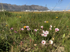 Monsonia speciosa