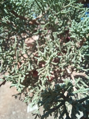 Juniperus turbinata