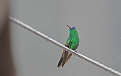 Saucerottia cyanifrons