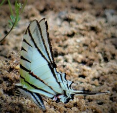 Protesilaus protesilaus