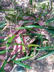 Noronhia linearifolia