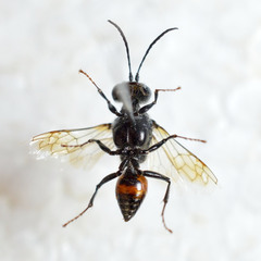 Astata