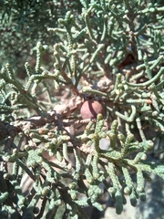 Juniperus turbinata