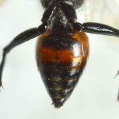 Astata