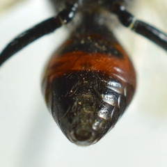 Astata