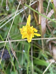 Scorzoneroides autumnalis