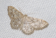 Idaea moniliata