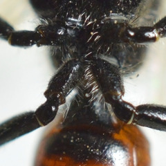 Astata