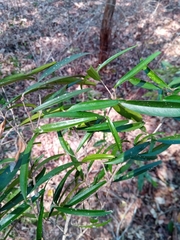 Noronhia linearifolia