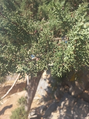 Juniperus turbinata