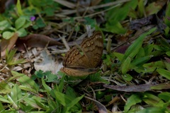Junonia hedonia