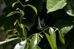 Graphium macfarlanei
