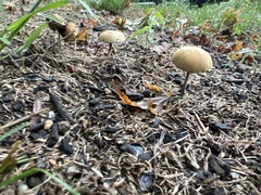 Agrocybe pediades