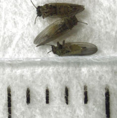 Blastopsylla occidentalis