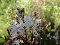 Chlorophytum graminifolium