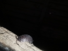 Porcellio obsoletus