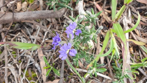 Image of Dampiera rosmarinifolia by (c) Rosalie Lawrence, some rights reserved (CC BY)