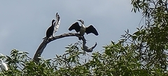 Phalacrocoracidae