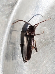 Arhopalus ferus