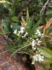 Ageratina aromatica