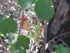 Ribes indecorum