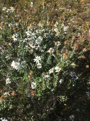 Olearia pimeleoides