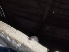 Porcellio obsoletus