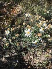 Olearia pimeleoides