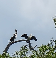 Phalacrocoracidae