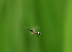 Cryptinae