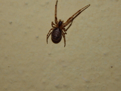 Zygiella x-notata
