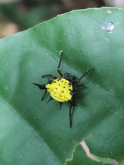 Actinacantha globulata