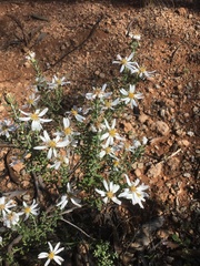Olearia pimeleoides