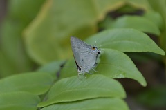 Hypolycaena phorbas