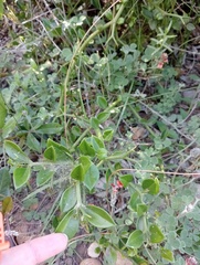 Carissa bispinosa