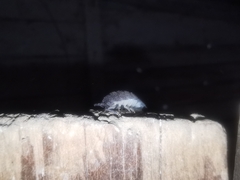 Porcellio obsoletus