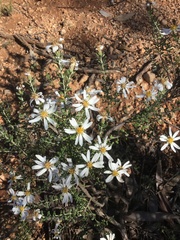 Olearia pimeleoides