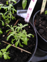 Gnaphalium uliginosum