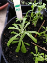 Gnaphalium uliginosum